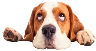 Nutritious Pet Syrups