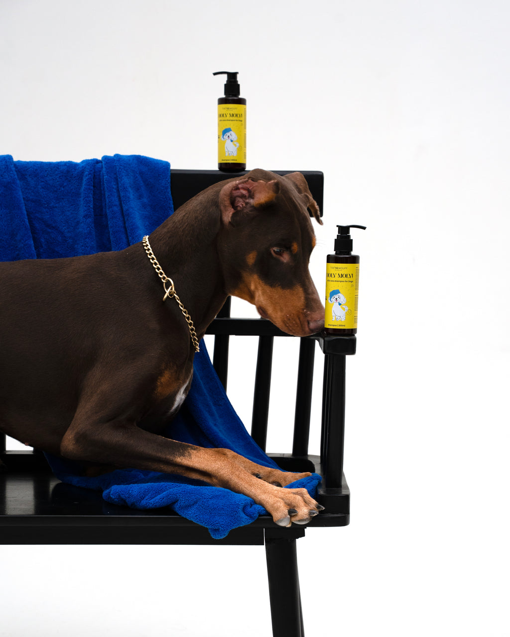 HOLY MOLY FOR DOGS