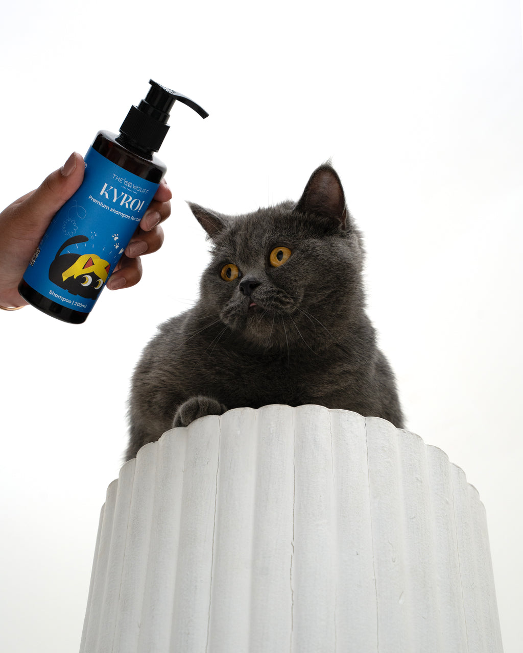 KYRO FOR CATS